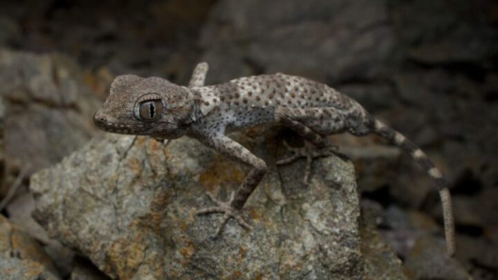 Hidden Iran Reptiles